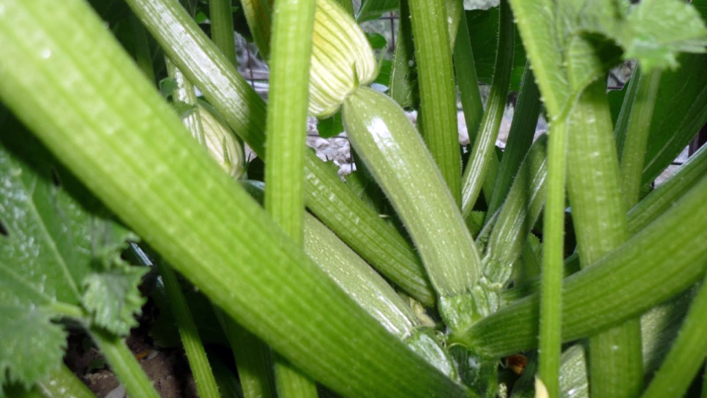 Cukinia w greckiej wiosce.