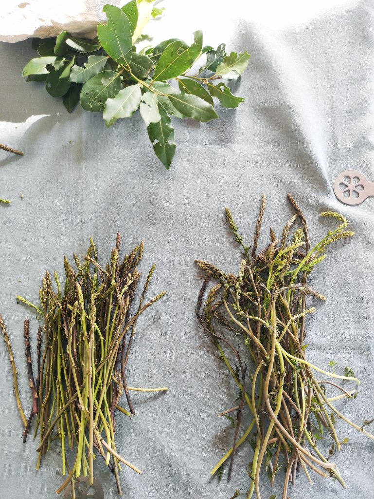 dzikie szparagi w greckim gaju oliwnym