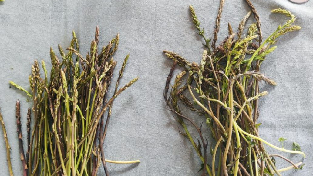 dzikie szparagi w greckim gaju oliwnym